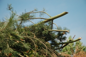 Baum- und Strauchschnitt ("Grünschnitt")